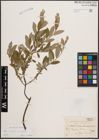 Foto von Salix cinerea L. x Salix repens L.